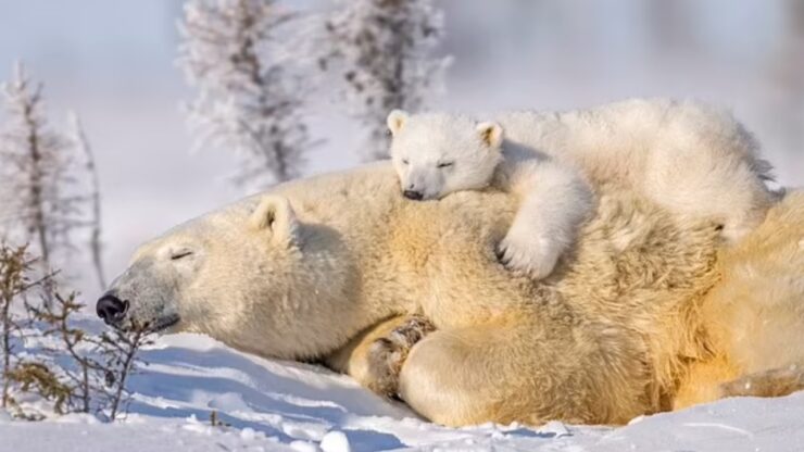 Cucciolo di orso dorme sulla sua mamma