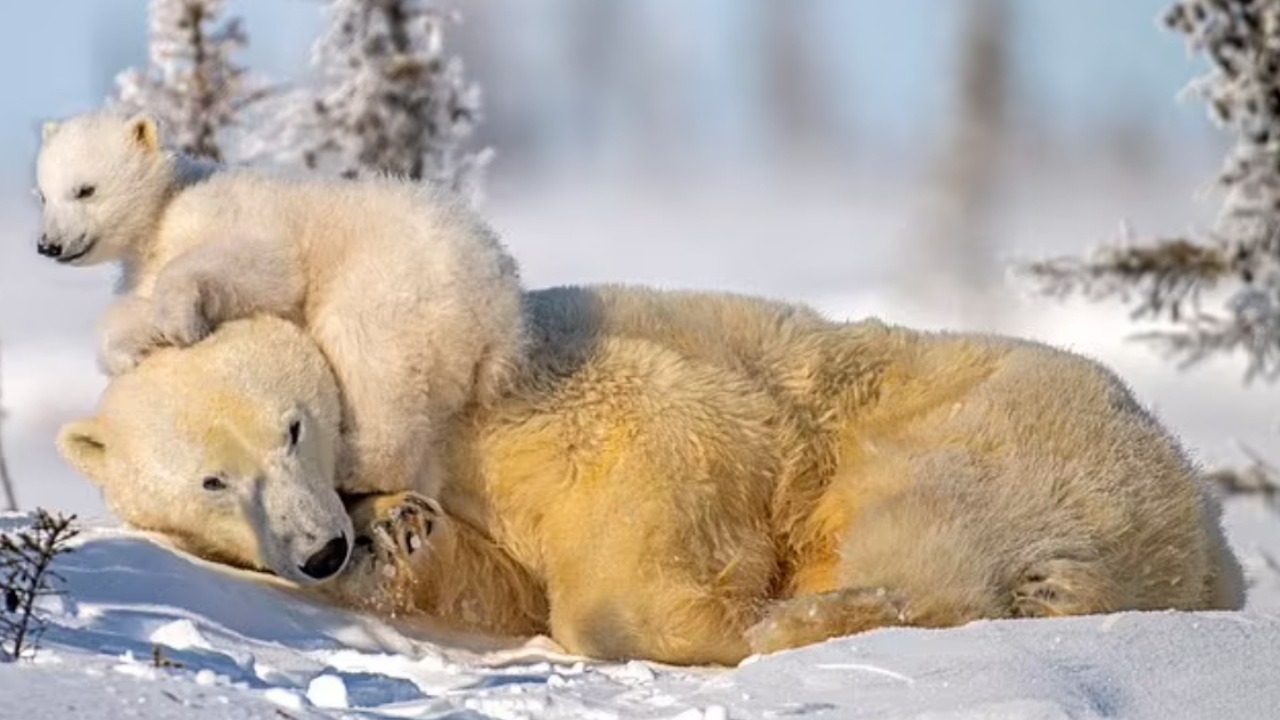 Cucciolo di orso dorme sulla sua mamma