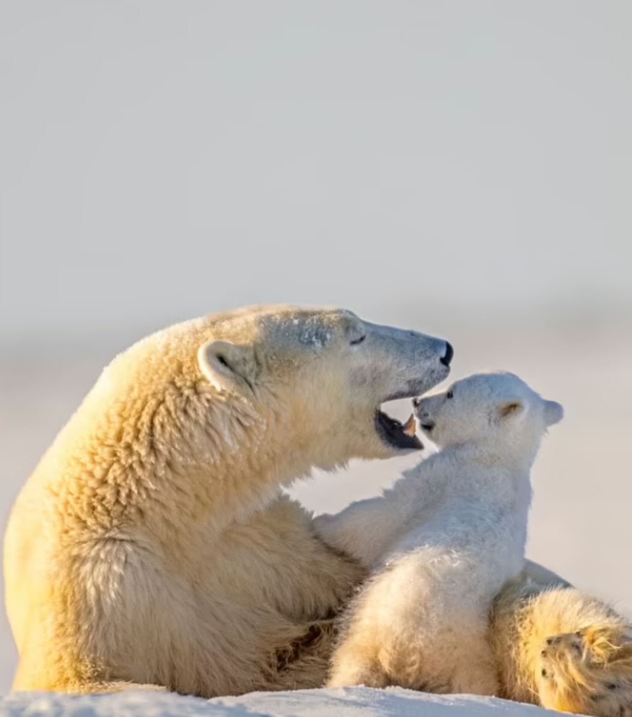 Cucciolo di orso dorme sulla sua mamma