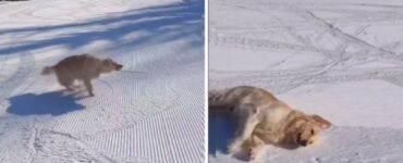 Golden Retriever sulla pista da sci: un vero campione