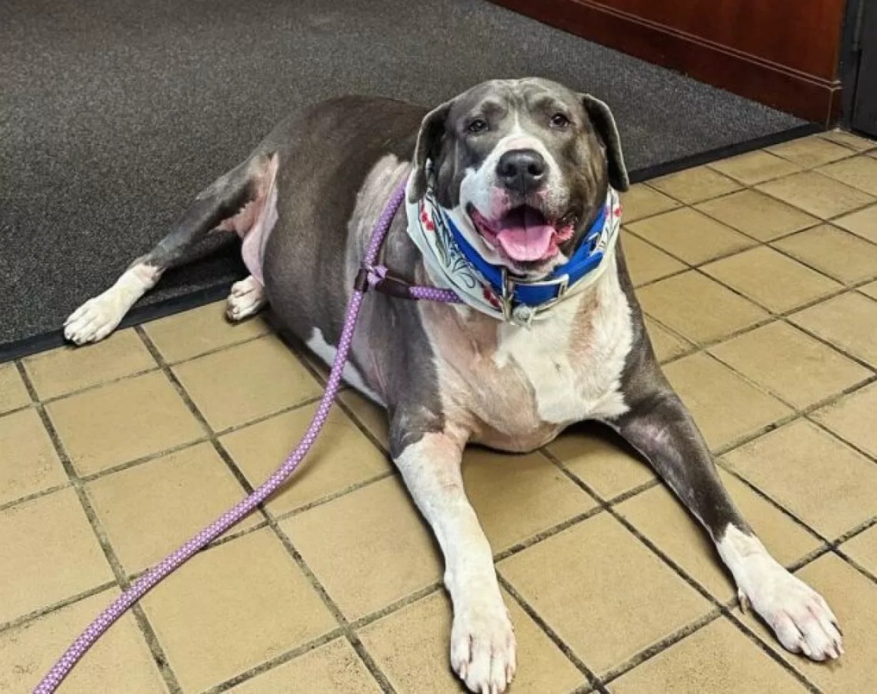 Un cane e il suo proprietario aggrediti da un altro cane