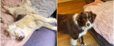 Un cane sveglia sua sorella sorda e commuove il web