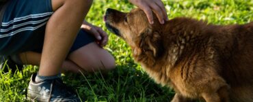 Adottare un cane: alcuni consigli