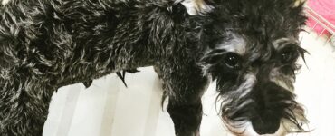 Cane fa il bagno: quando è il momento giusto?