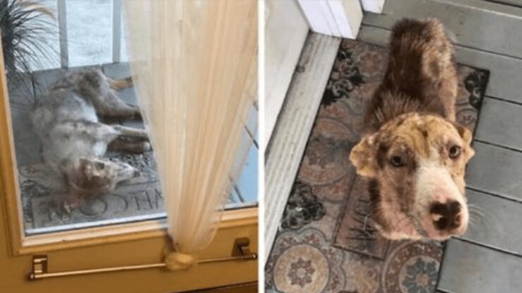 Cane randagio trova posto su una veranda