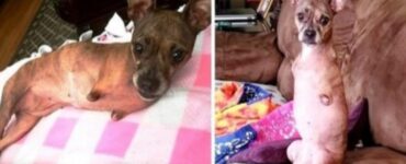 Chihuahua senza le due zampe anteriori trova una casa