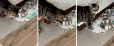 Gatto affamato chiede altro cibo