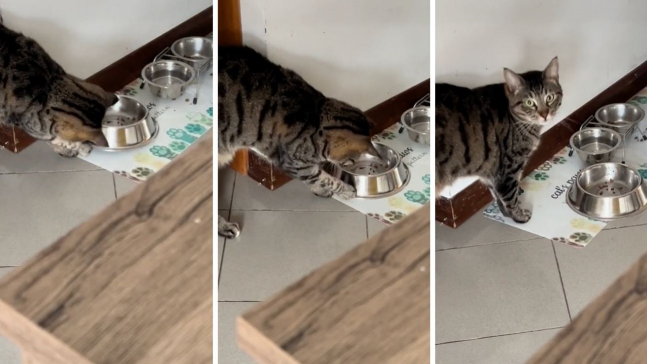 Gatto affamato chiede altro cibo