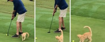 Gatto gioca Golf con il suo padrone