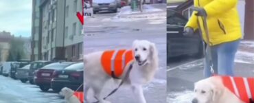 Golden Retriever aiuta il suo padrone ad attraversare