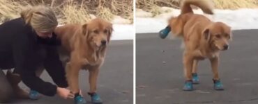 Golden Retriever indossa le scarpe