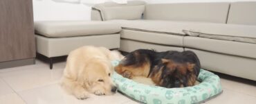 Golden Retriever e Pastore Tedesco lottano per il letto