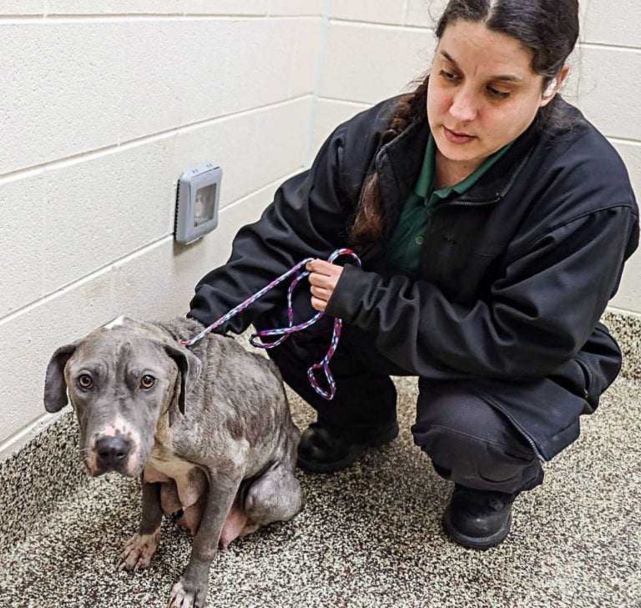 Madre abbandonata in un cassonetto senza i cuccioli