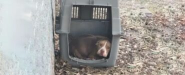 Cagnolina abbandonata