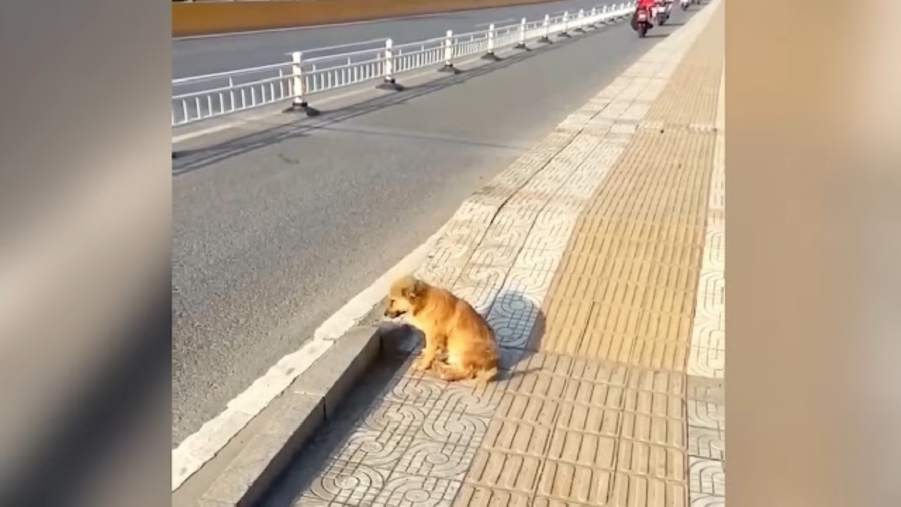 Cagnolino abbandonato su un ponte