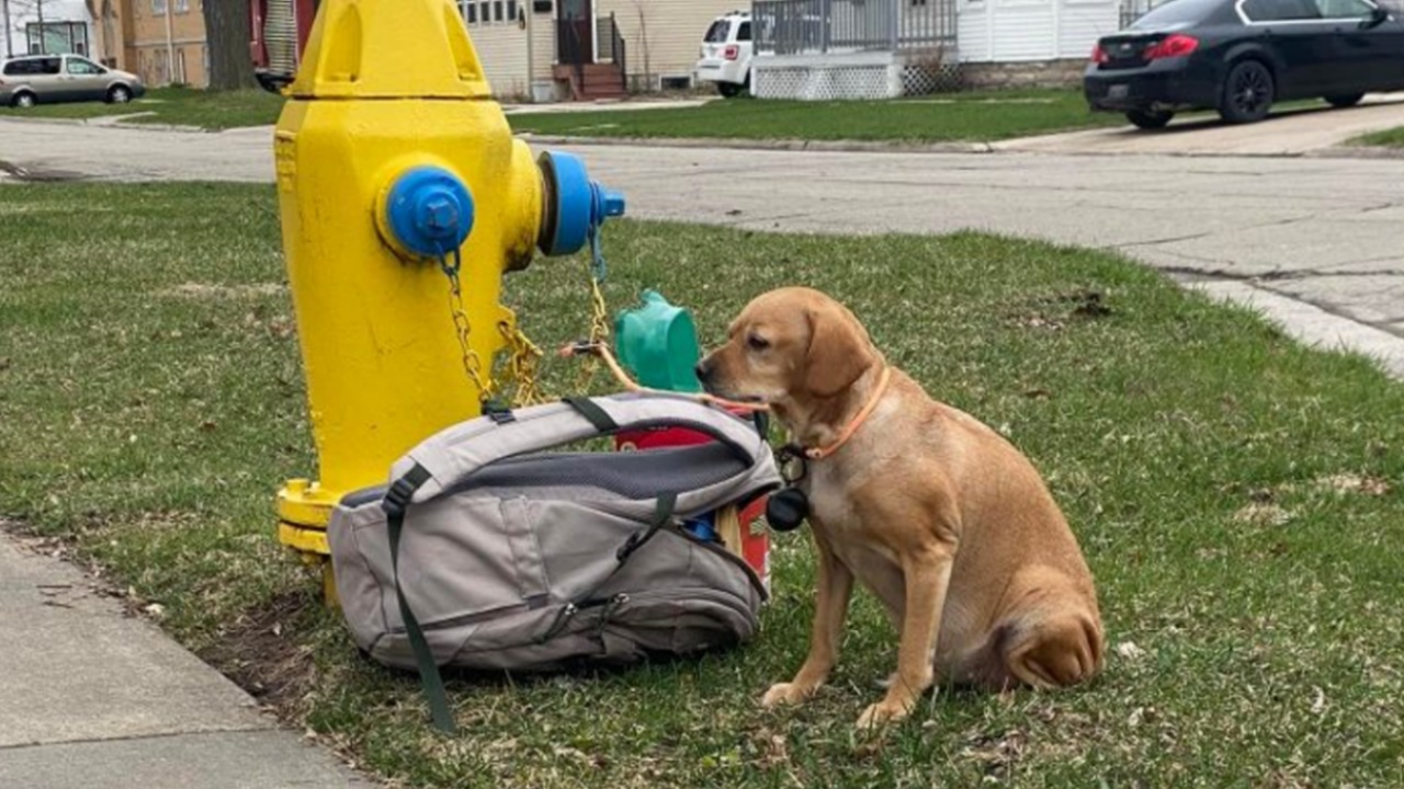 Cane abbandonato all'idrante