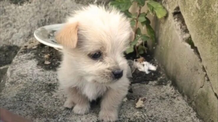 Cucciolo abbandonato al freddo