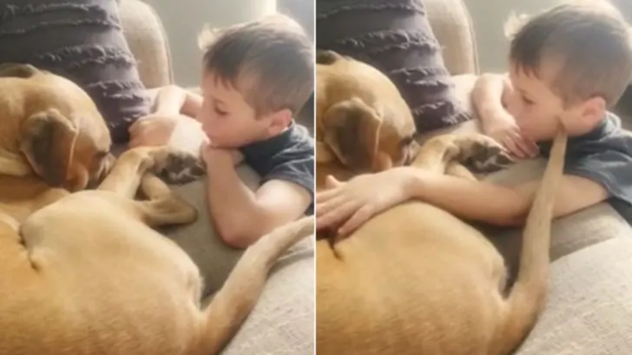 Un bambino conforta il suo cane