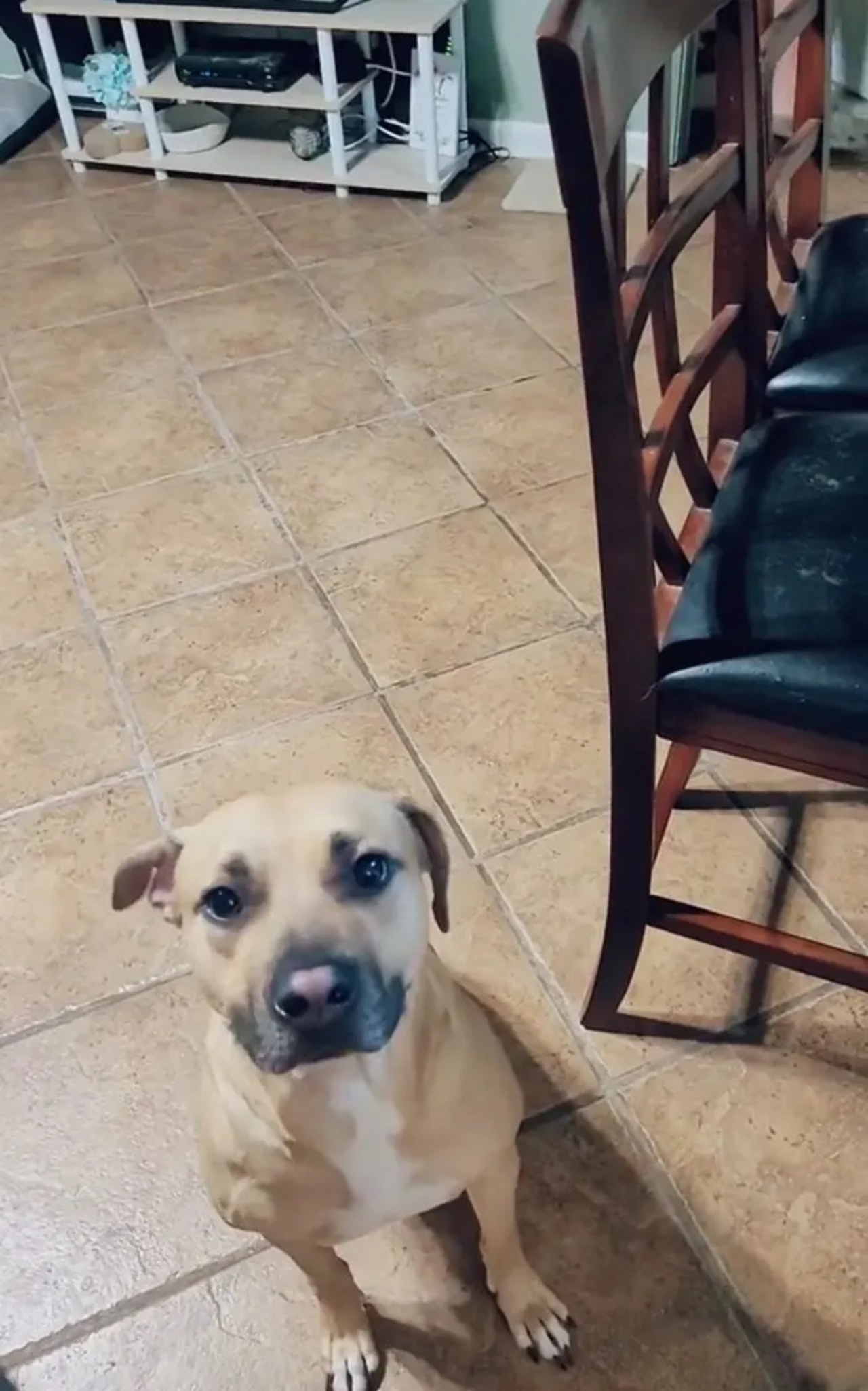 Un bambino conforta il suo cane