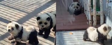 3 foto panda