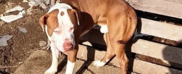 Amstaff tenuto legato fuori da un condominio