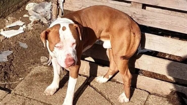 Amstaff tenuto legato fuori da un condominio