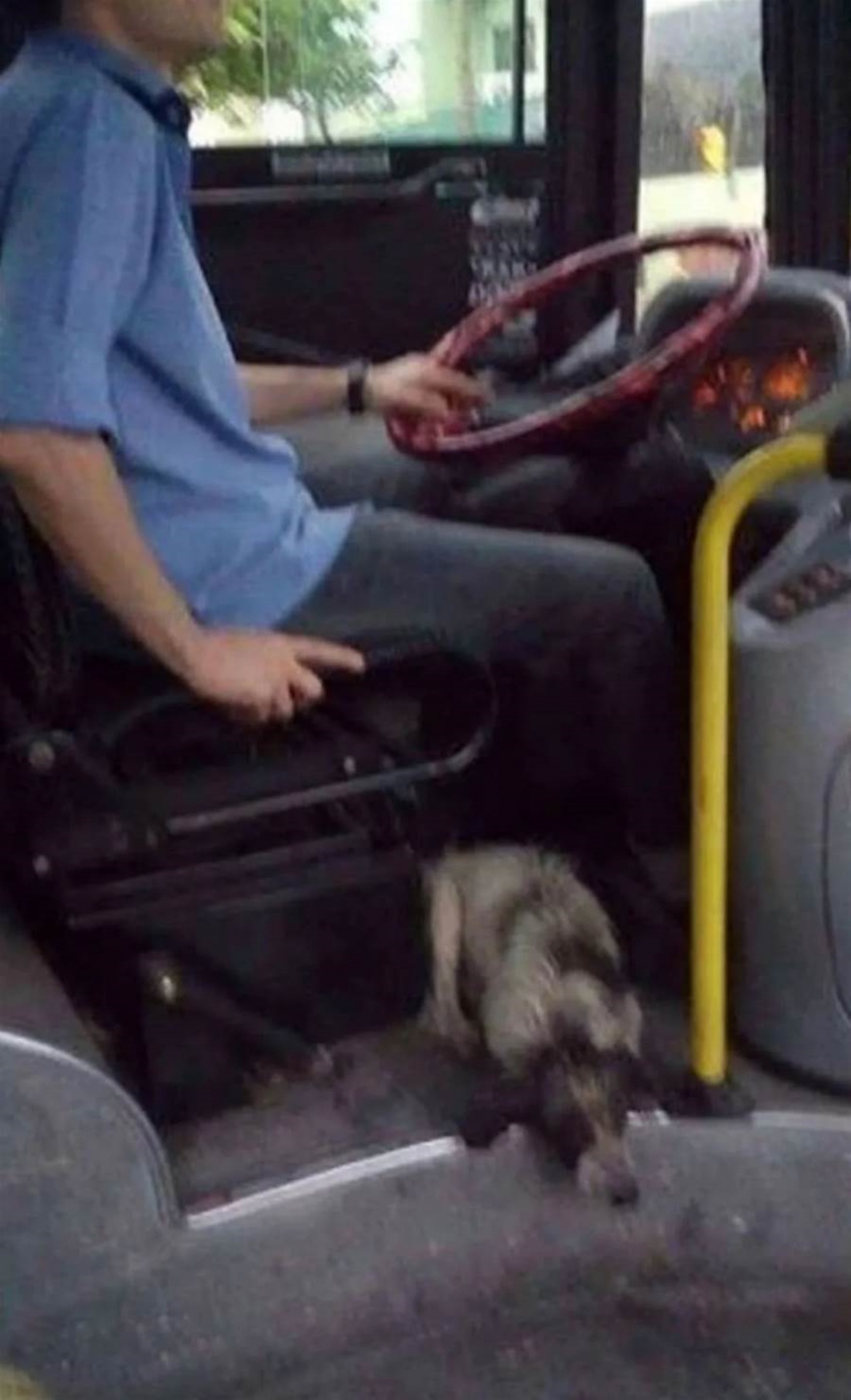 Autista fa entrare due cani randagi nel suo veicolo