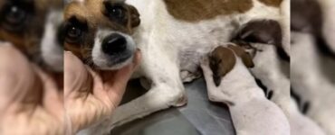 Cagnolina abbandonata in auto con i suoi cuccioli