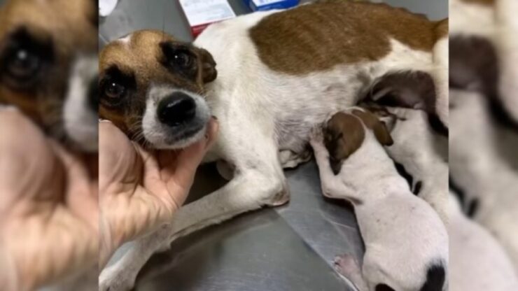 Cagnolina abbandonata in auto con i suoi cuccioli