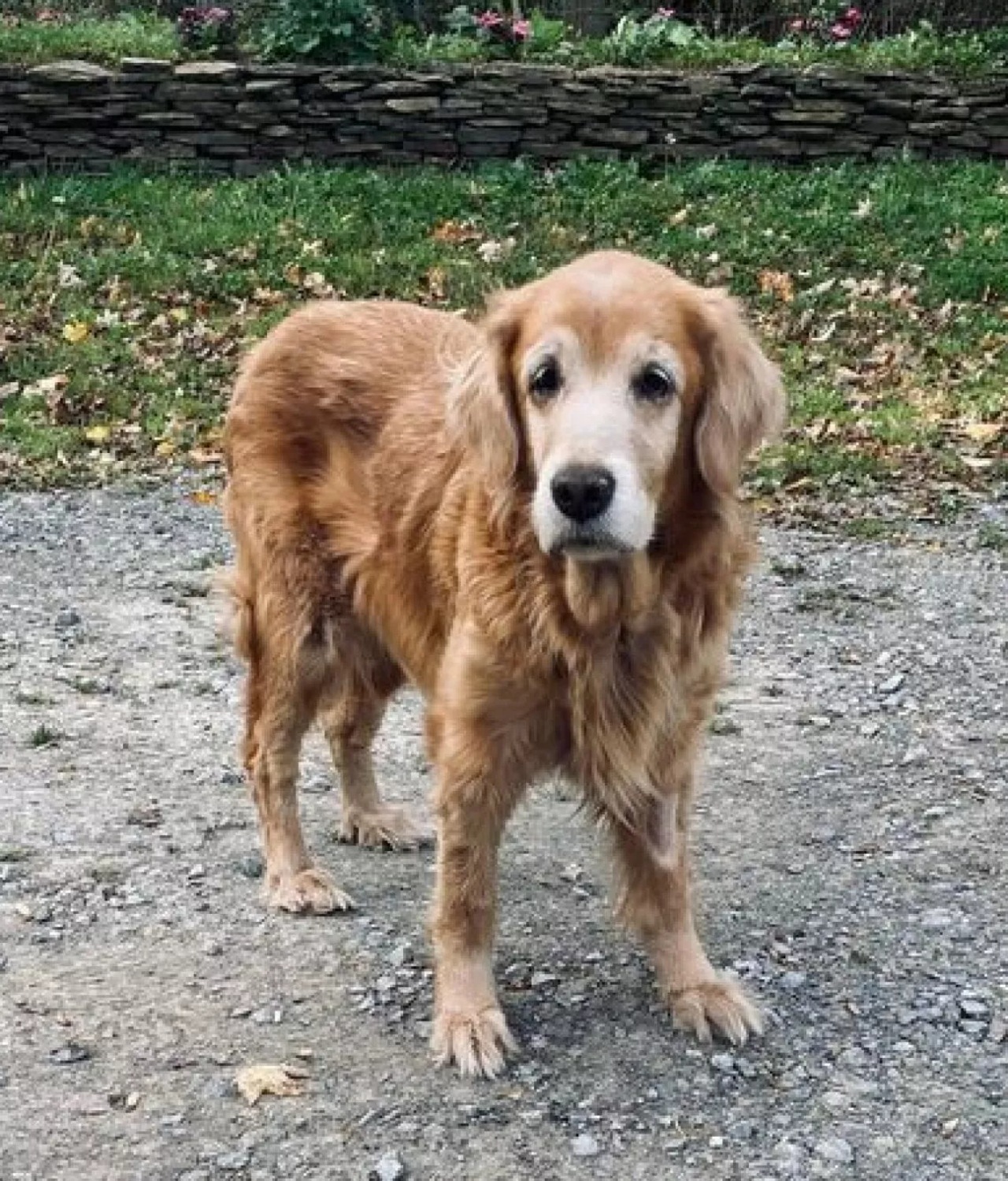 Cagnolina anziana abbandonata a 14 anni