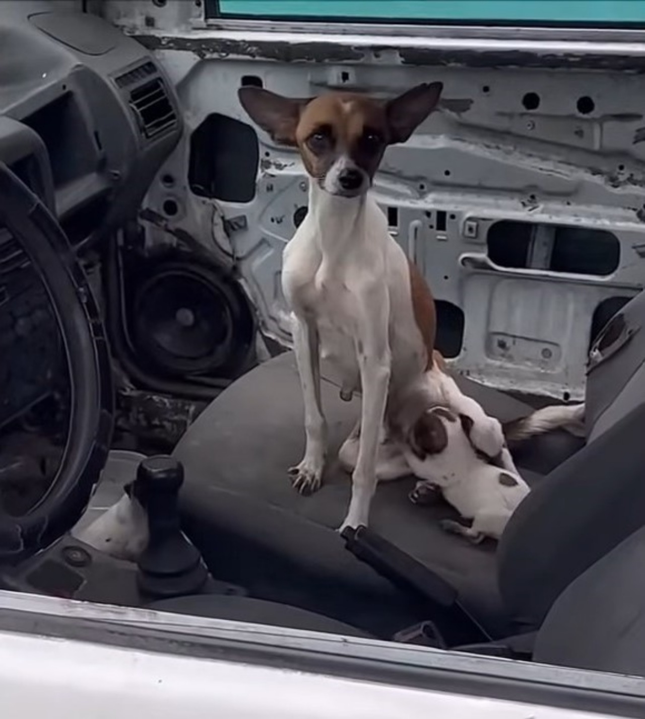 Cagnolina abbandonata in auto con i suoi cuccioli