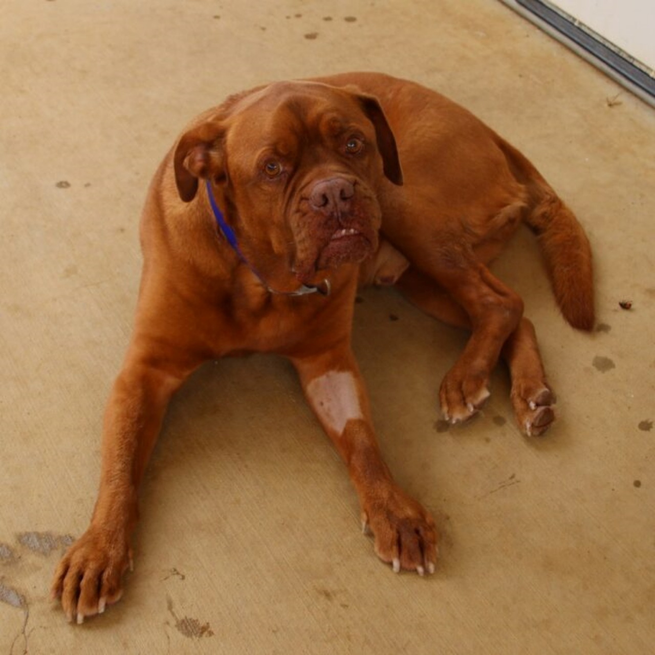 Cane abbandonato dalla famiglia dopo 7 anni