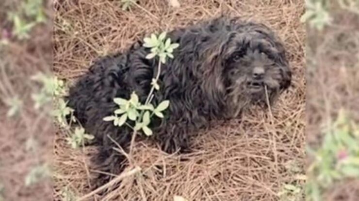 Cane con una zampa paralizzata salvato dai soccorritori