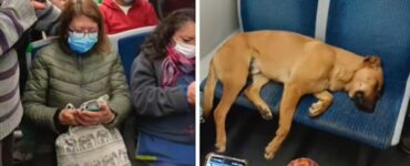 Cane dorme sui sedili della metro