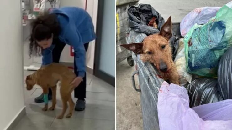 Cane maltrattato e colpito con due colpi di piccone