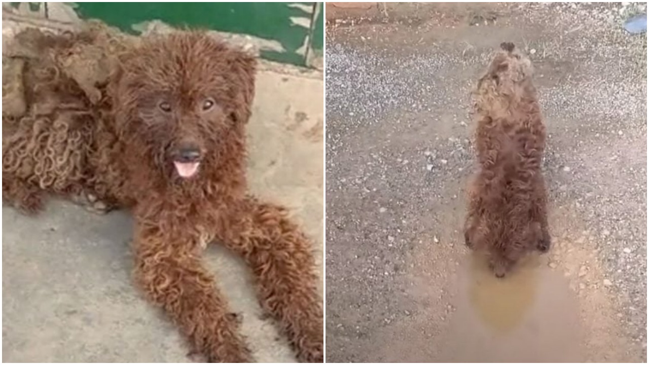 Cane randagio trova aiuto in due passanti