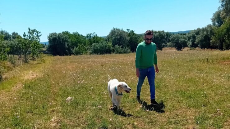 Cane randagio salvato da un veterinario