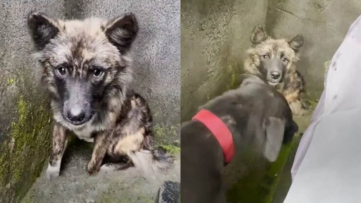 Cane randagio accetta l'aiuto della donna