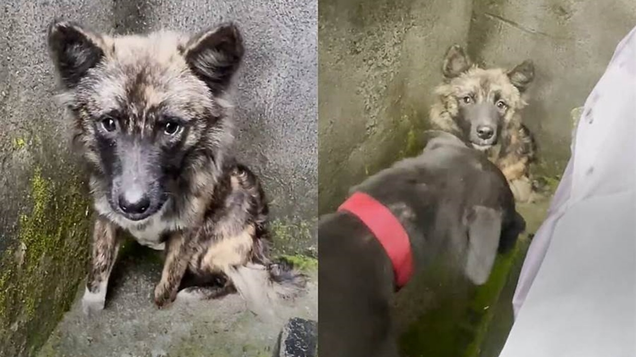 Cane randagio accetta l'aiuto della donna