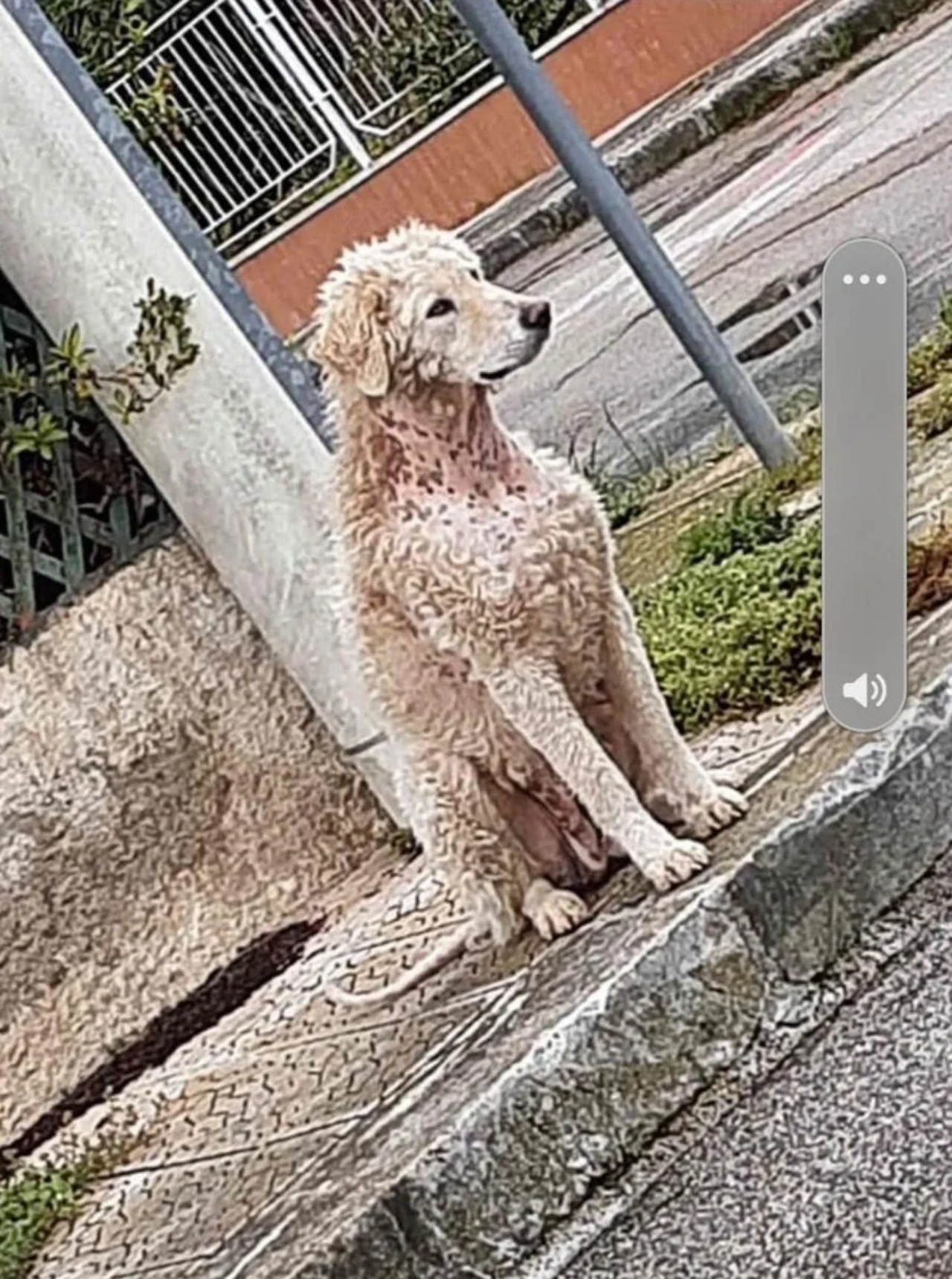 Cane randagio salvato da un veterinario 