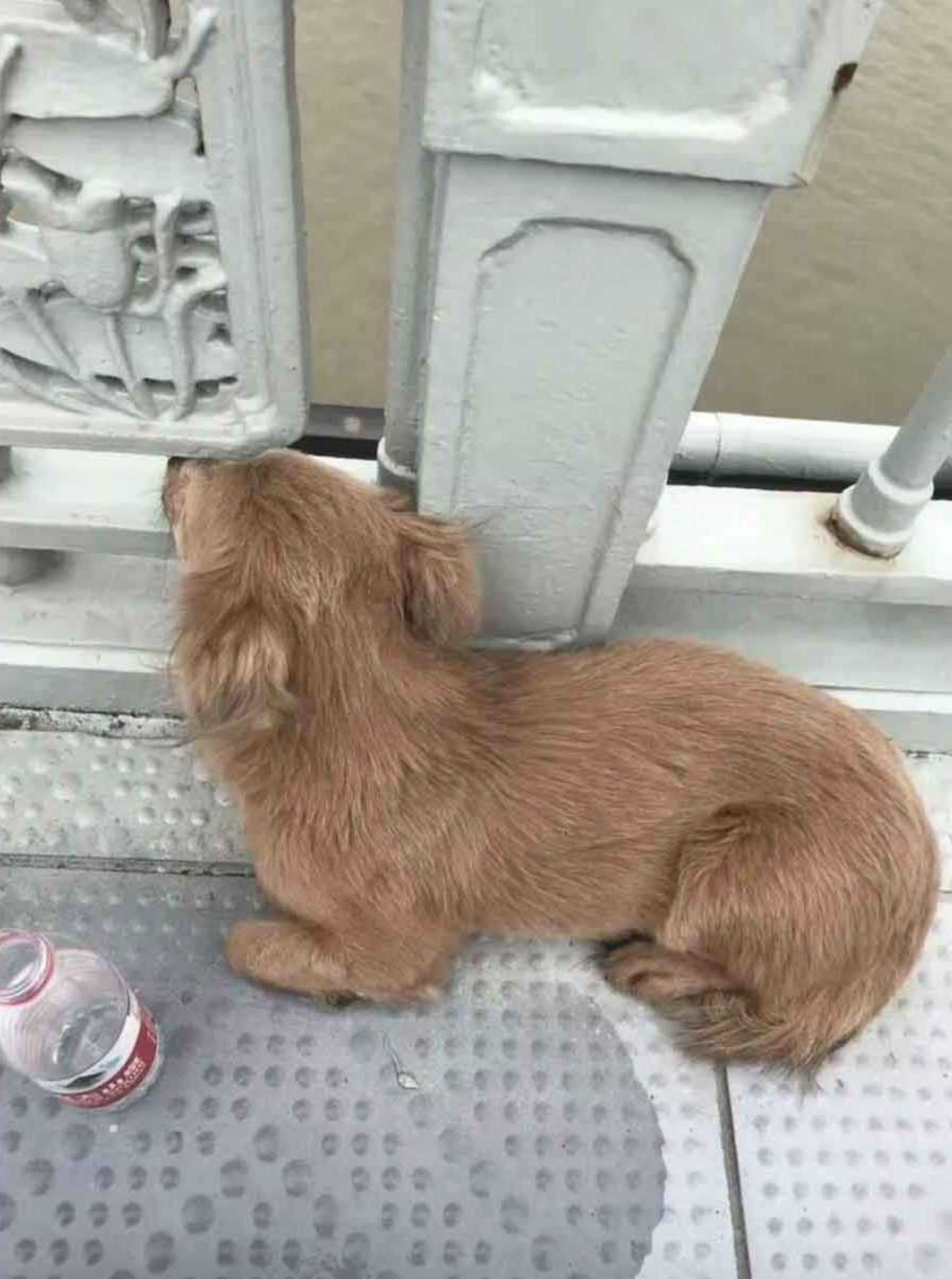 Cane veglia dal ponte da cui si è tolto la vita il suo padrone