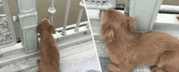 Cane veglia dal ponte da cui si è tolto la vita il suo padrone