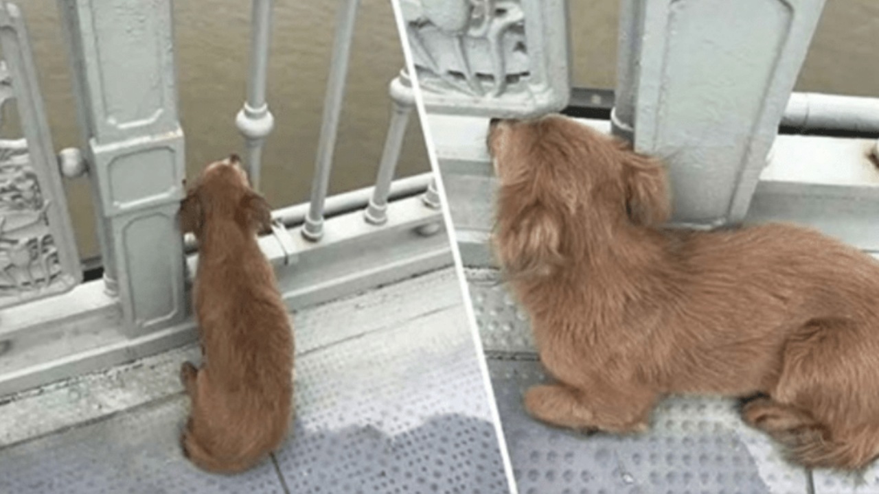 Cane veglia dal ponte da cui si è tolto la vita il suo padrone