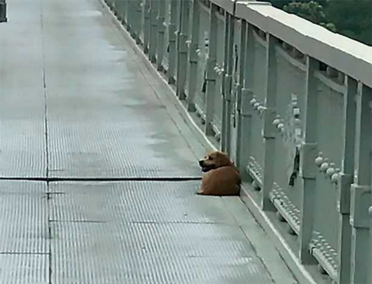 Cane veglia dal ponte da cui si è tolto la vita il suo padrone