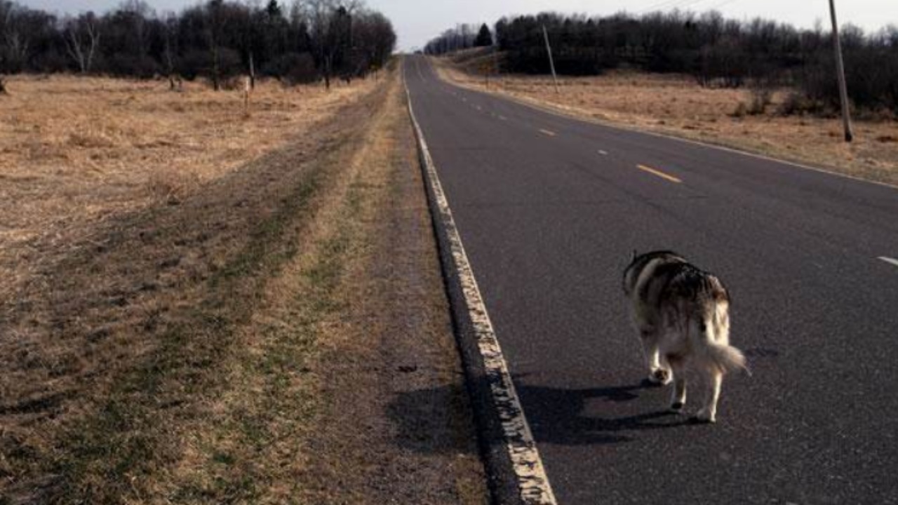 Cane percorre 100 km per raggiungere il suo ex padrone