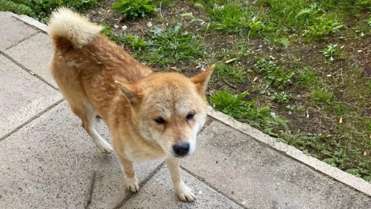 Cucciolo di Akita sale su un autobus