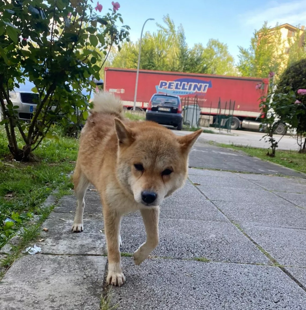 Cucciolo di Akita sale su un autobus