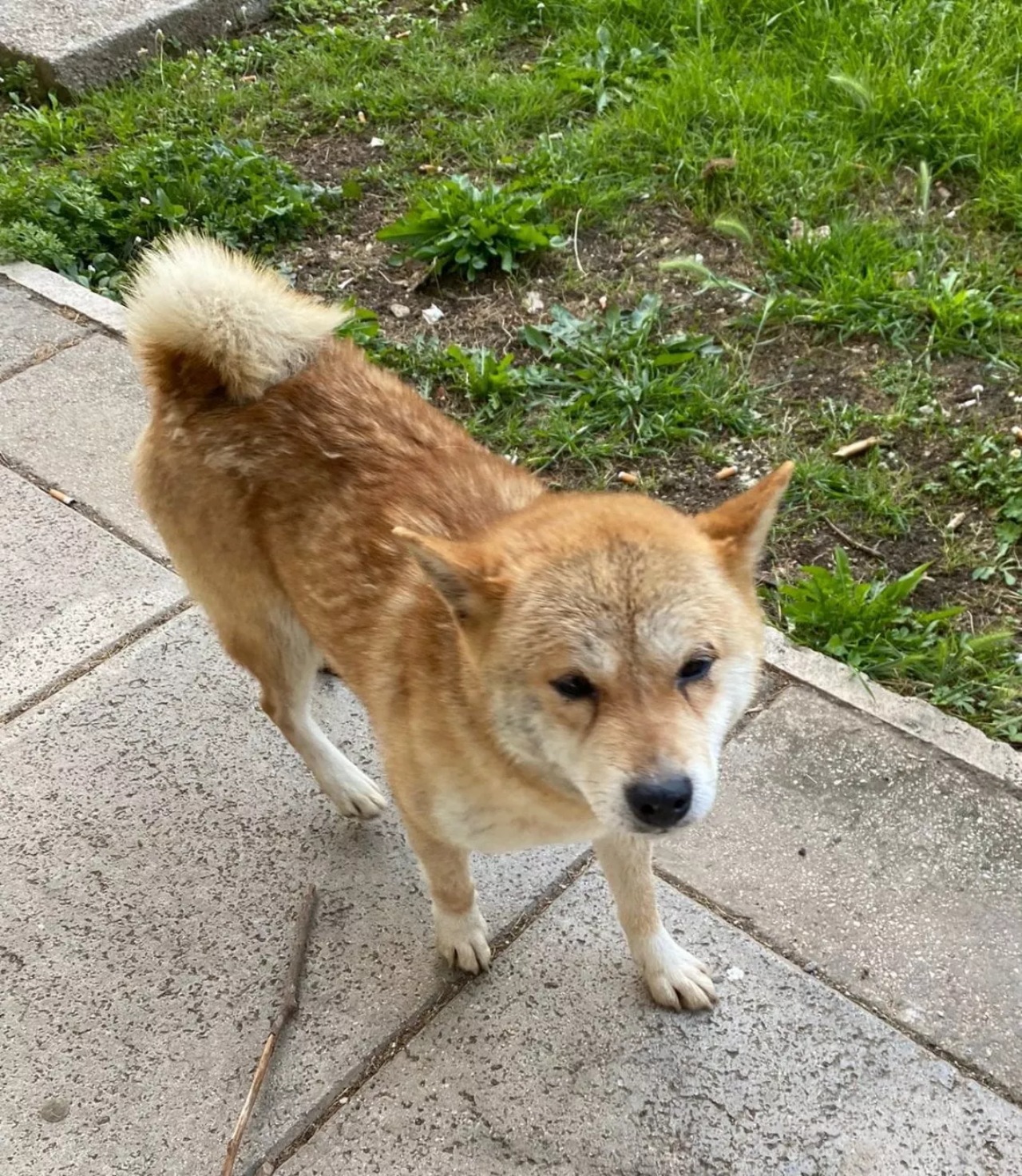 Cucciolo di Akita sale su un autobus