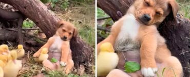 Cucciolo di cane protegge gli anatroccoli