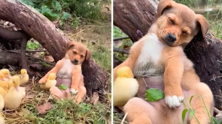 Cucciolo di cane protegge gli anatroccoli